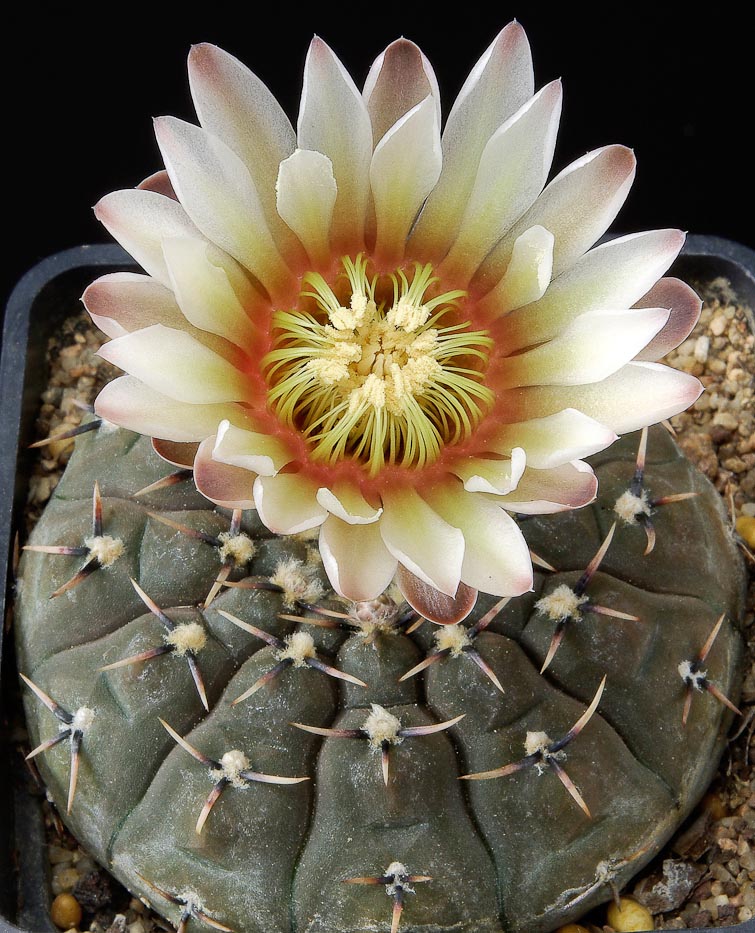 Gymnocalycium bodenbenderianum